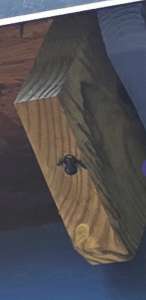 Carpenter Bee entering hole in wood.